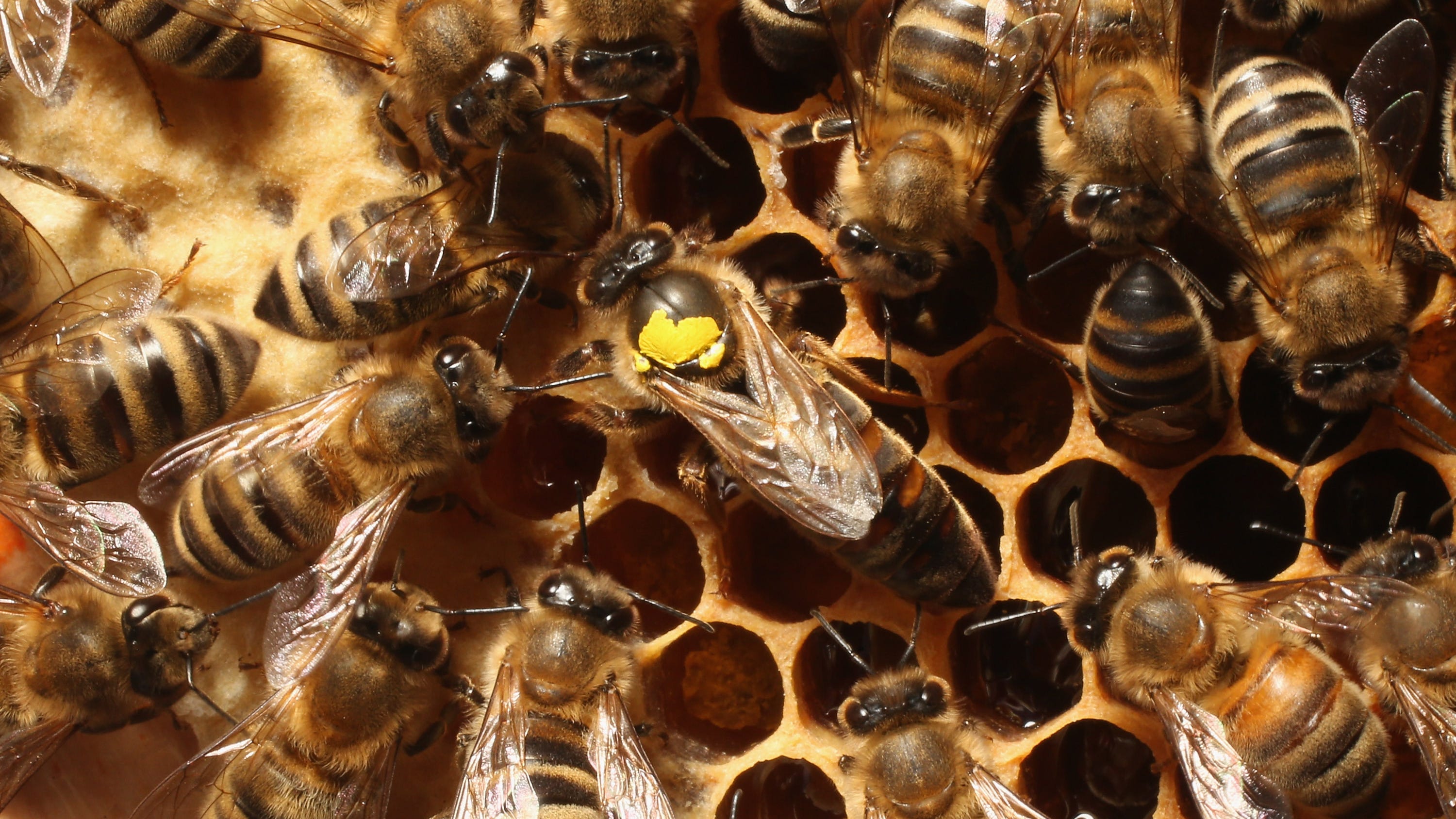 California company is making honey without bees