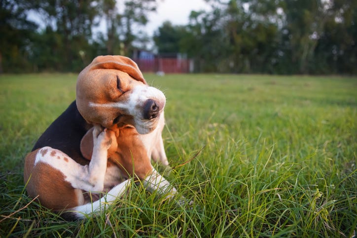 dog allergies