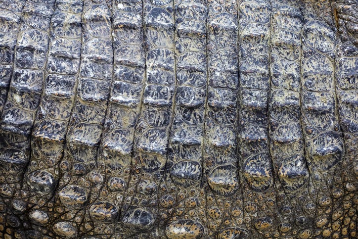 Close up the crocodile skin