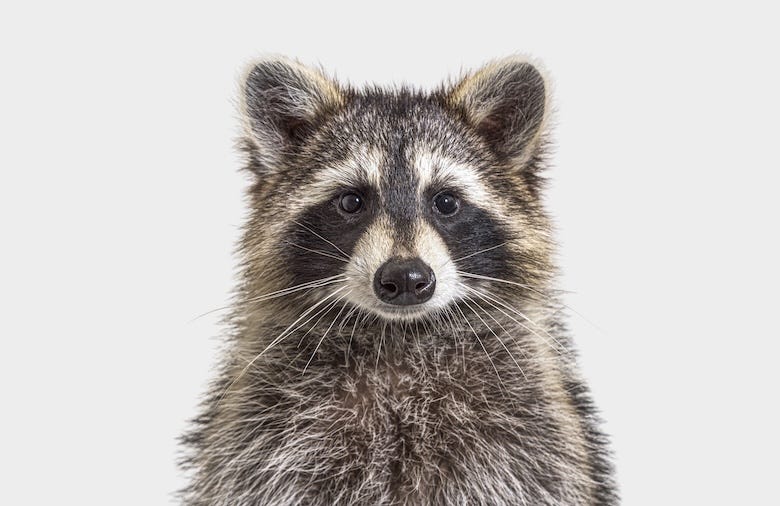 Raccoon staring at the camera