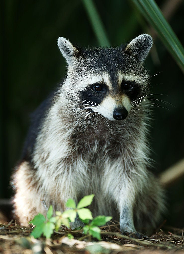Raccoon