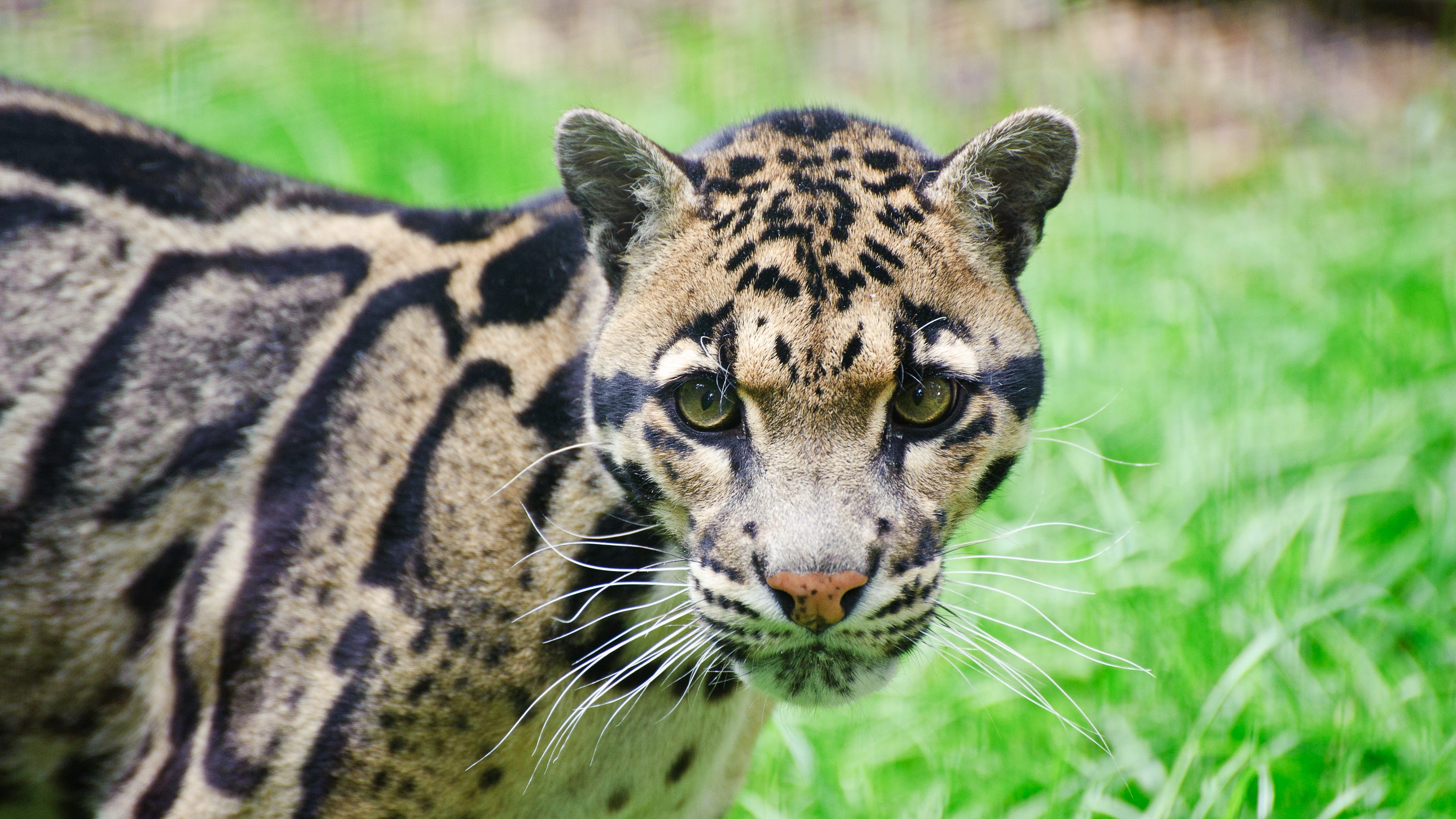 A second opening for another habitat discovered at Dallas Zoo after clouded leopard was located