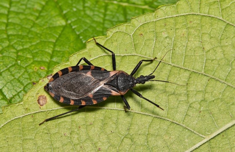kissing bug