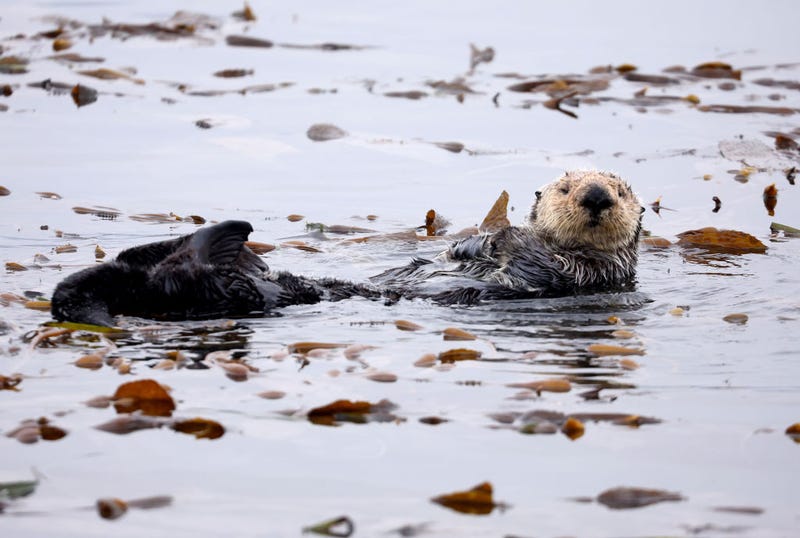 A sea otter grooms in a kelp bed in a marine area which is currently recommended for exclusion from the proposed Chumash Heritage National Marine Sanctuary along California’s Central Coast on September 20, 2023 in Morro Bay, California. The sanctuary would be the first national marine sanctuary in the country nominated by an Indigenous tribe and will protect ocean ecosystems, marine life and cultural sites while prohibiting energy development. Chumash tribal members held a rally today to call for the Morro Bay area which includes Morro Rock, a tribal sacred point, to be included inside the sanctuary. Tribal members of the Chumash would co-steward the 5,617-square-mile area as part of the Biden administration’s America the Beautiful conservation efforts to restore 30 percent of waters and lands in the U.S. by 2030. (Photo by Mario Tama/Getty Images)