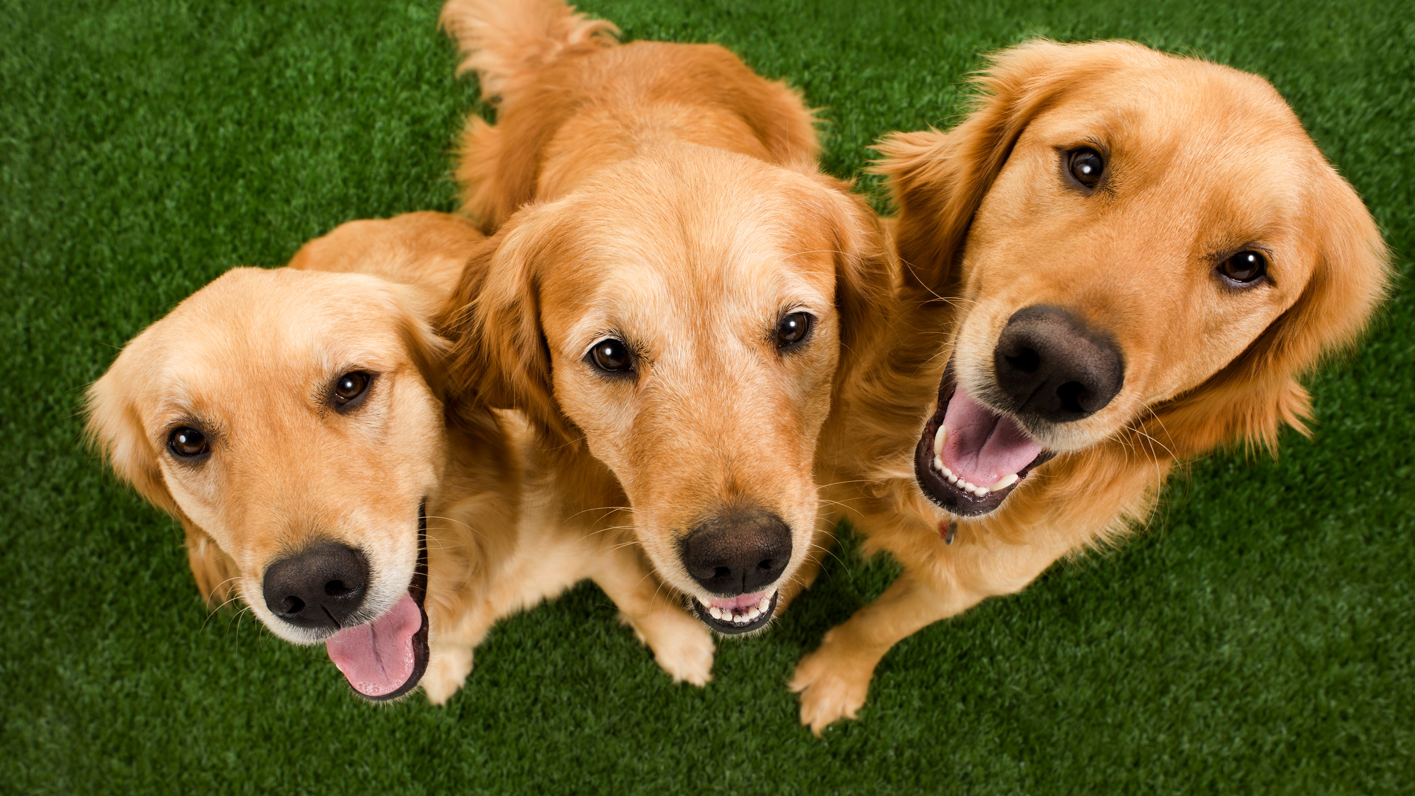 Animal shelter searching for 3 lost golden retrievers ‘dumped’ in mid-Michigan after divorce
