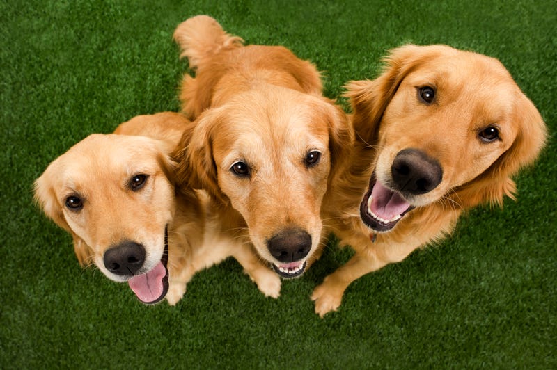 Three golden retrievers