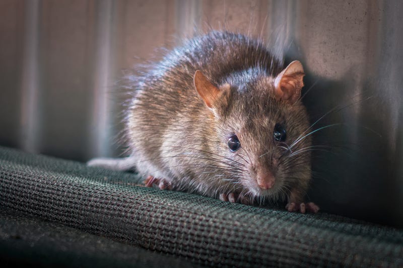 Brown rat.