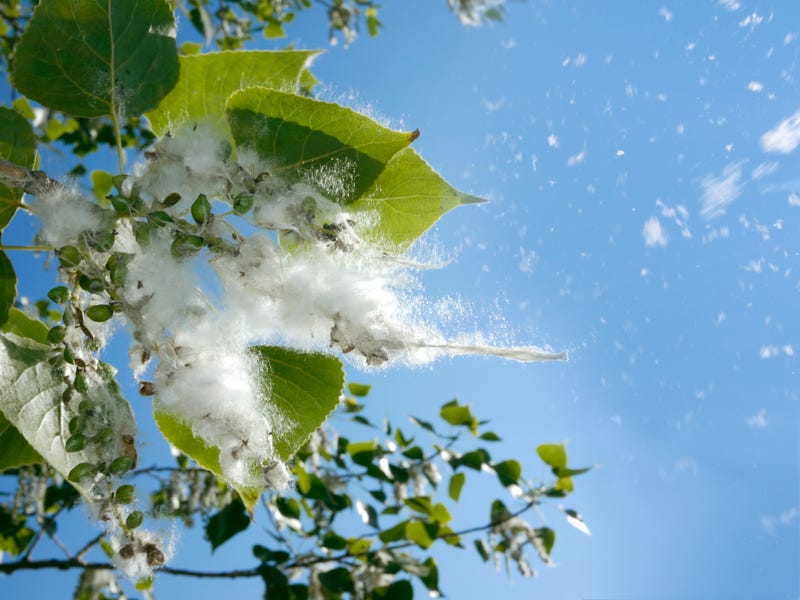cotton
