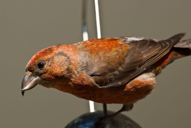 crossbill closeup