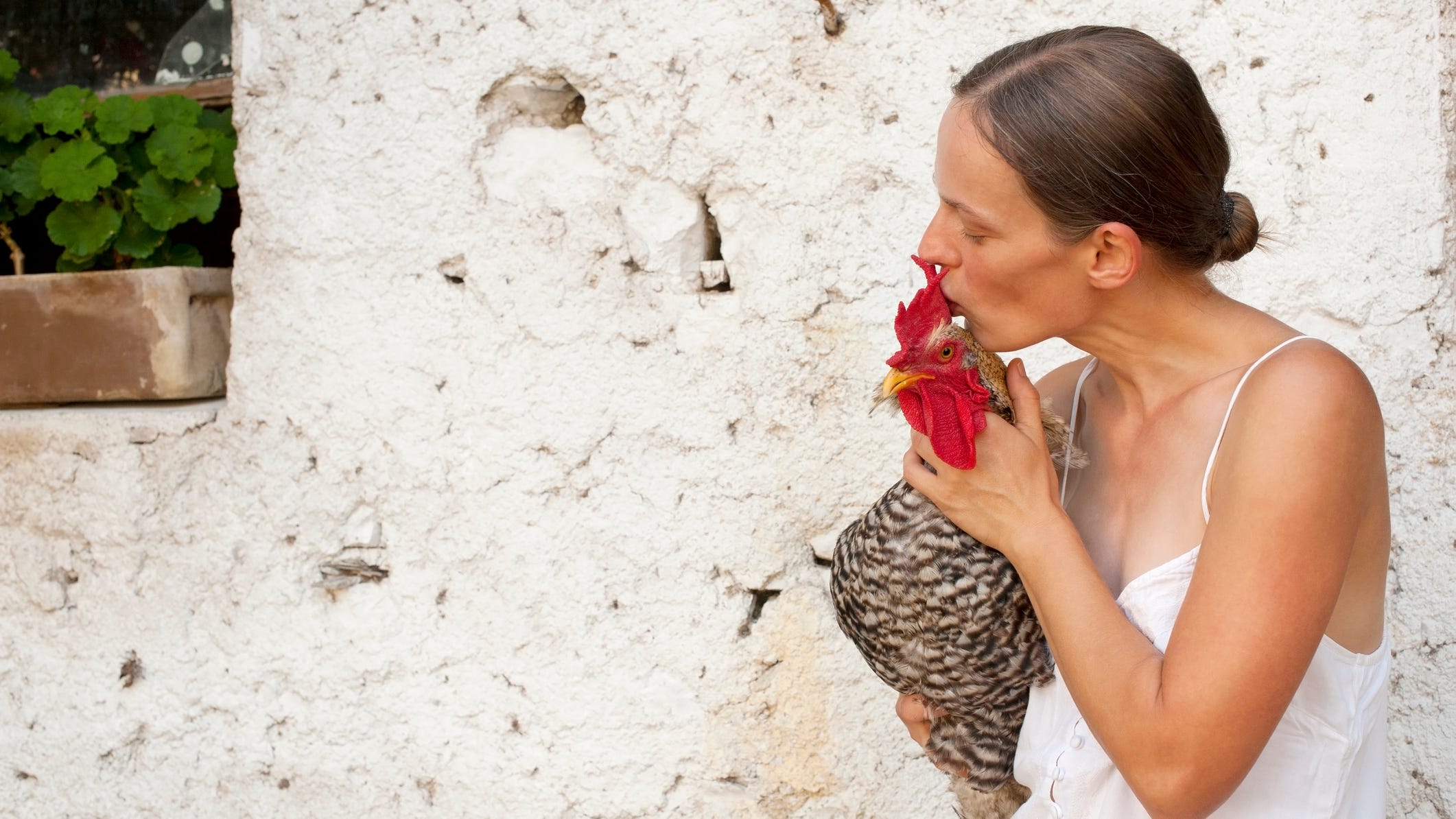 Stop snuggling your chickens: CDC warns salmonella outbreak still growing