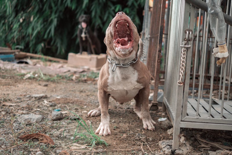 File Photo: Pit Bull