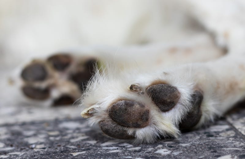 The puppy suffered burns and broken bones from the abuse, prosecutors said (File photo)