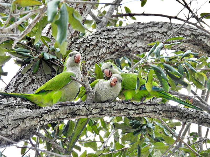 FILE: Monk parakeets