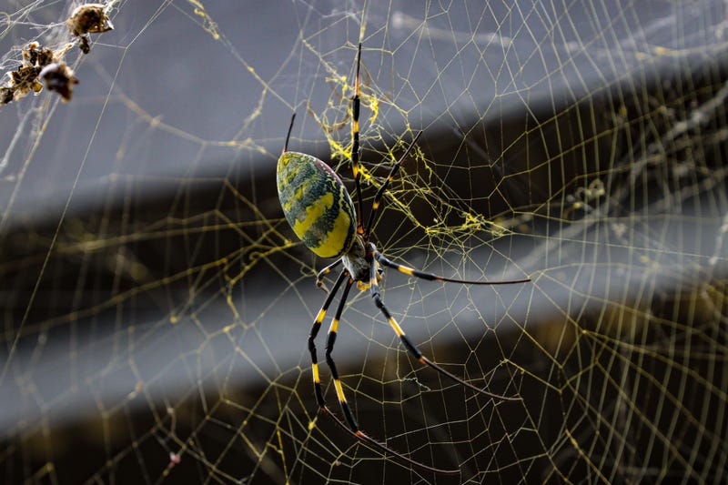 A Joro Spider photographed in Northern Georgia.