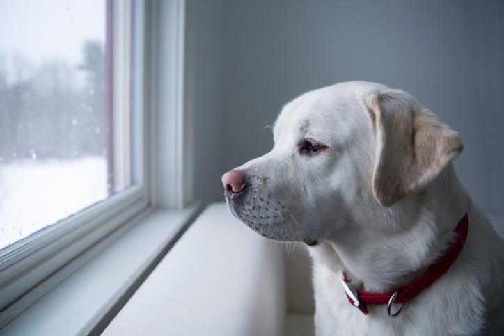 dog looking out the window at snow