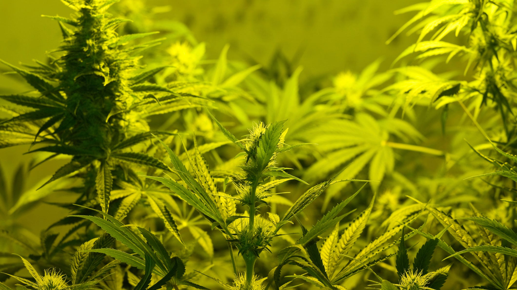 Queens men busted with 120 pounds of weed in NJ traffic stop: prosecutor