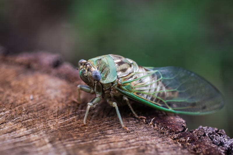 cicada