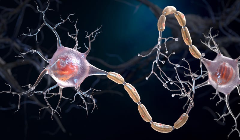 Neurons also known as neurones or nerve cells. Neurons transmit information between different parts of the brain and between the brain and the rest of the nervous system. 3d illustration