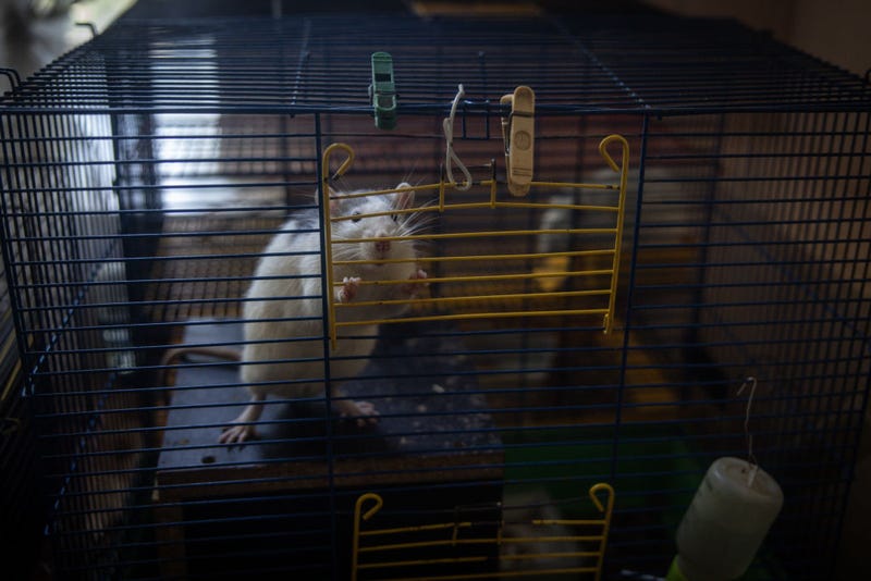  A pet rat waits to be fed at a psychiatric hospital on October 11, 2023 in Kyiv, Ukraine.