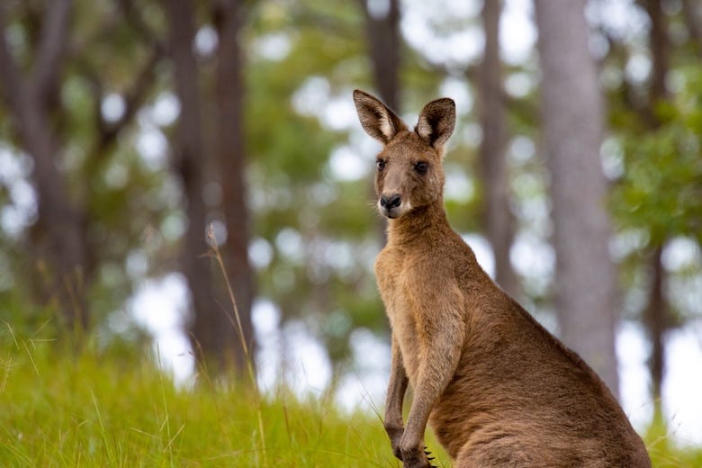 Portrait of eastern gray kangaroo hidden in high grass spotted in Tinchi Tamba Wetlands, Brisbane, Queensland, Australia