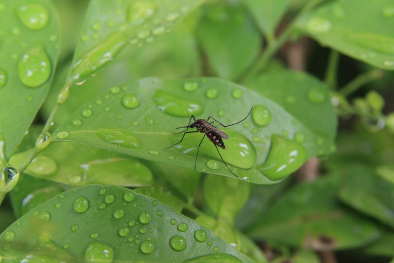 Mosquito