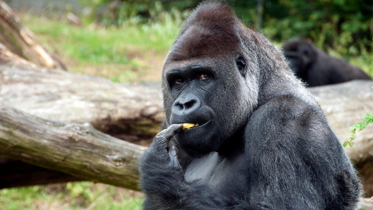 Zoo plans to use experimental COVID-19 vaccine to protect its at-risk animals