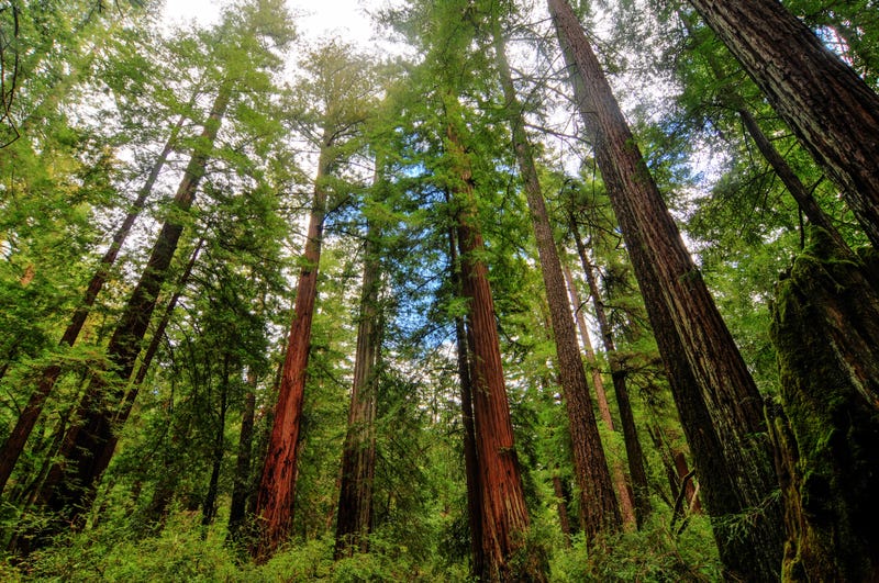 A huge swath of redwoods has been preserved near Big Basin Redwoods State Park to help create a new scenic entrance in an area that was damaged in the CZU Lightning Complex fire.