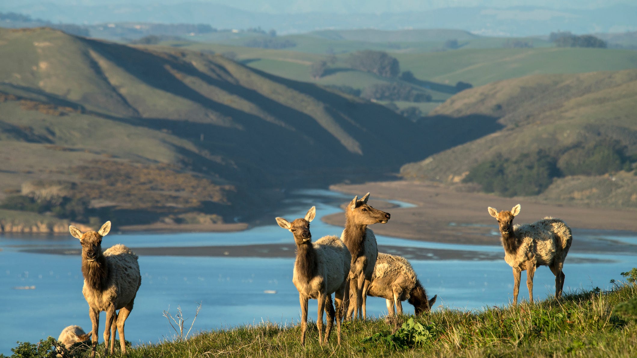Animal rights advocates sue Point Reyes over alleged negligence in tule elk death