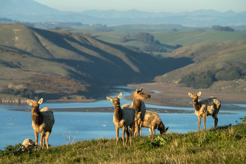 Tule elk at Point Reyes National Seashore