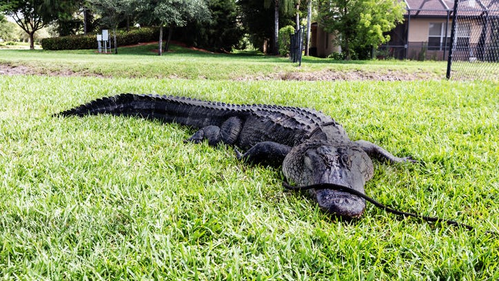 WATCH: 300-pound alligator wrangles with officers trying to remove it from suburban home