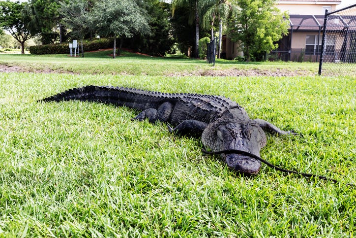 alligator