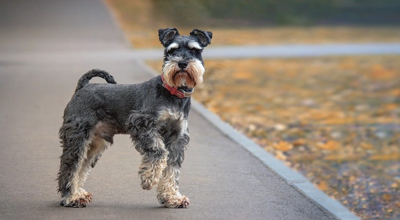 Schnauzer dog standing on the street with its paw raised