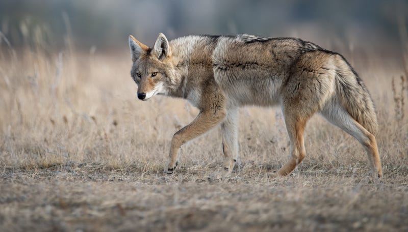 A coyote in Banff, Canada.