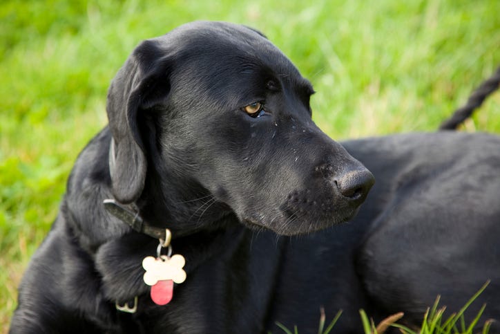 Dog
