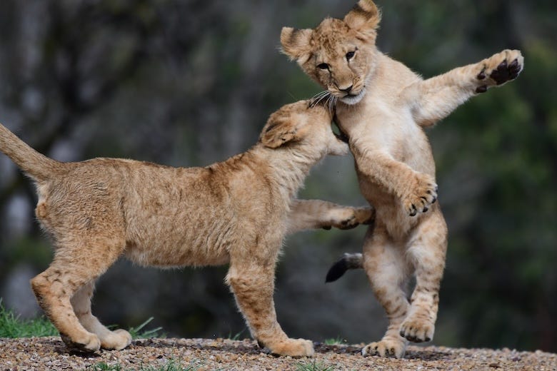 Lion cubs playing