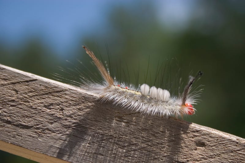 Avoid touching this moth caterpillar commonly found in Michigan