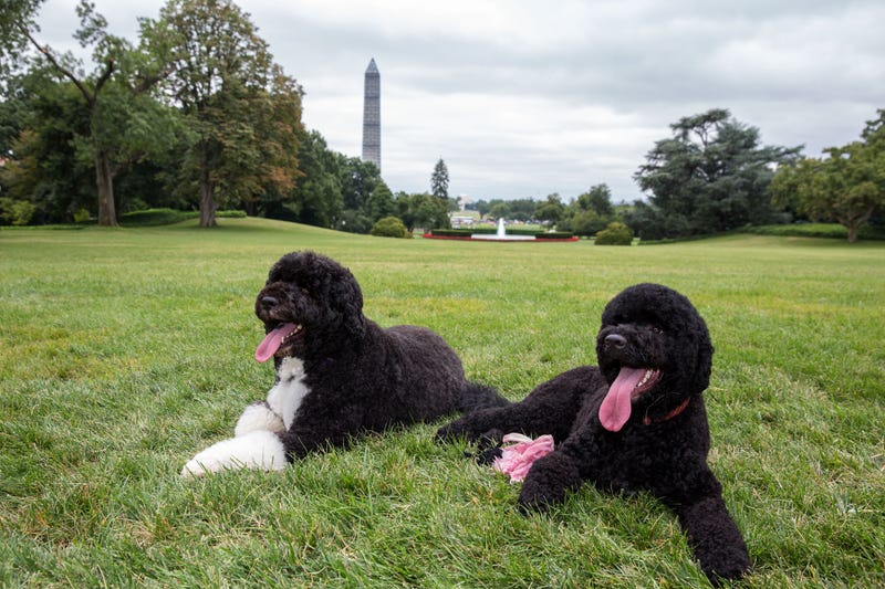 In this handout provided by the White House, Bo (L) and Sunny, the Obama family dogs, on the South Lawn of the White House on August 19, 2013 in Washington, D.C