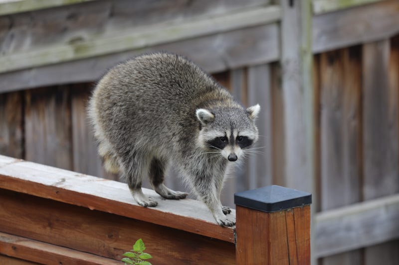 Racoon