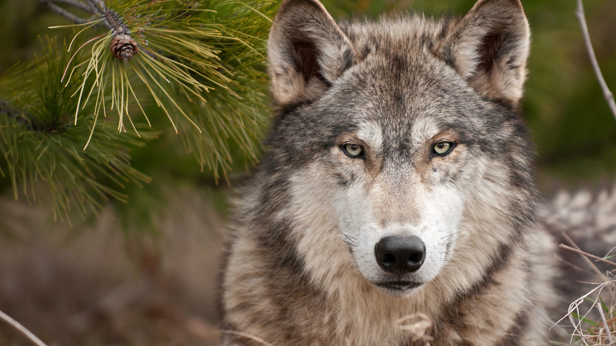 How did a wolf escape its enclosure at the Cleveland Metroparks Zoo?