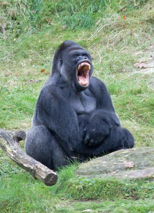 Could 100 'average men' defeat a silverback gorilla?