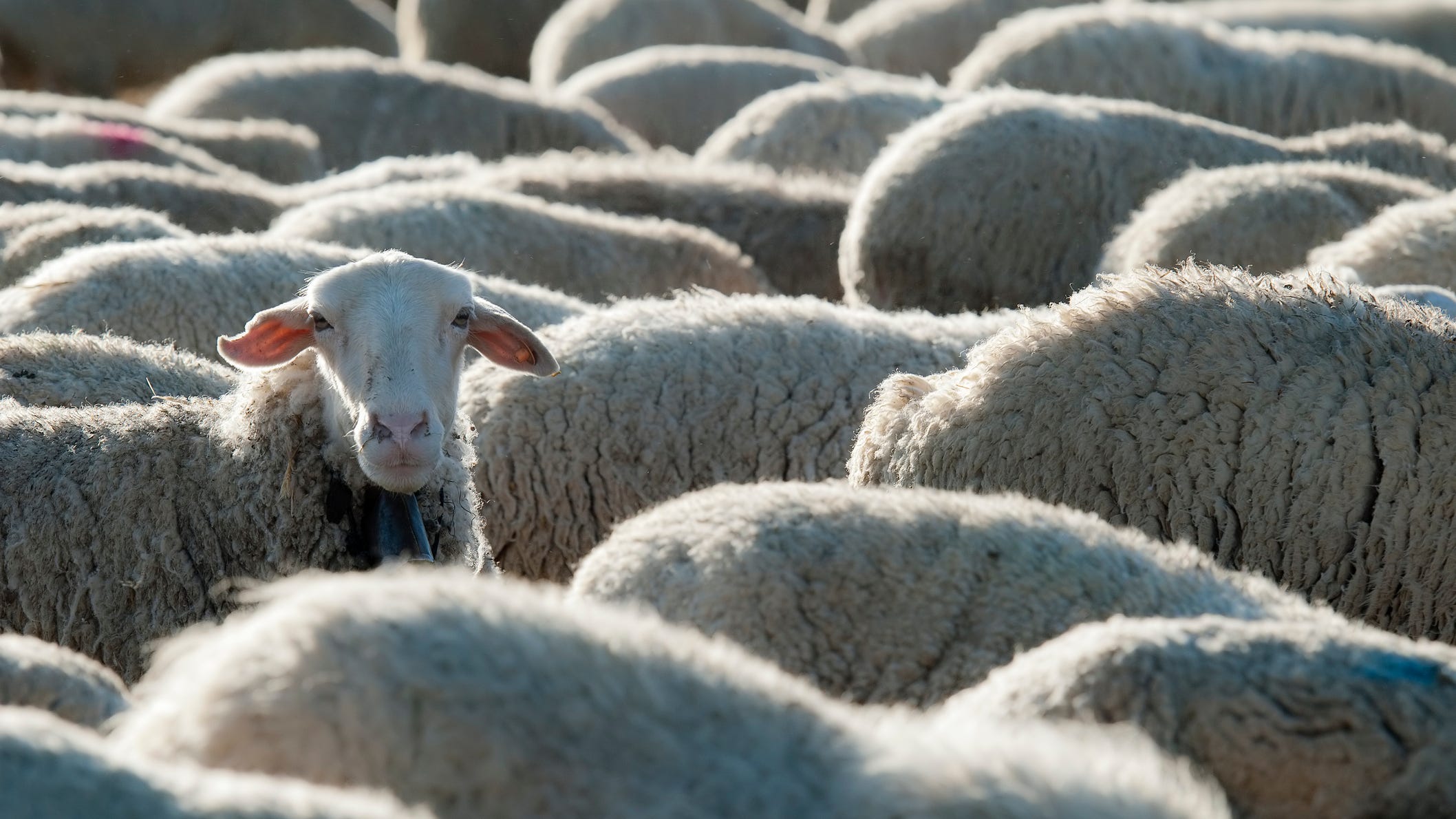How bits of a SpaceX rocket fell on a sheep farm