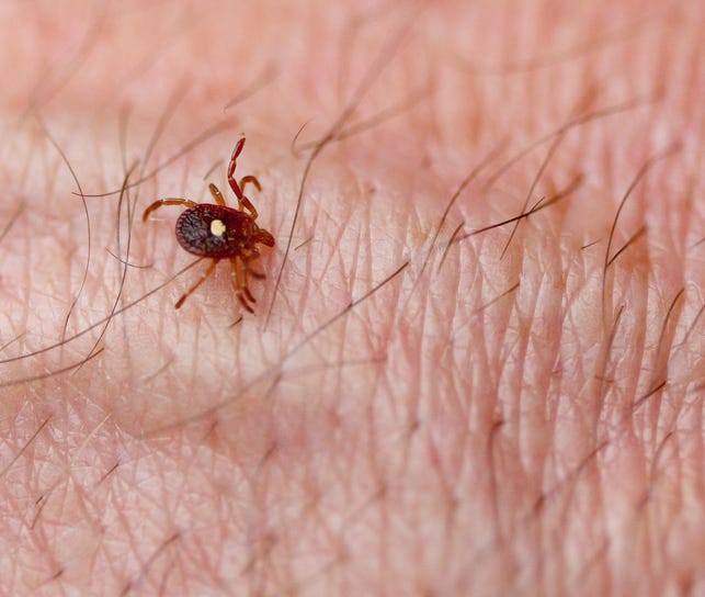 lone star tick