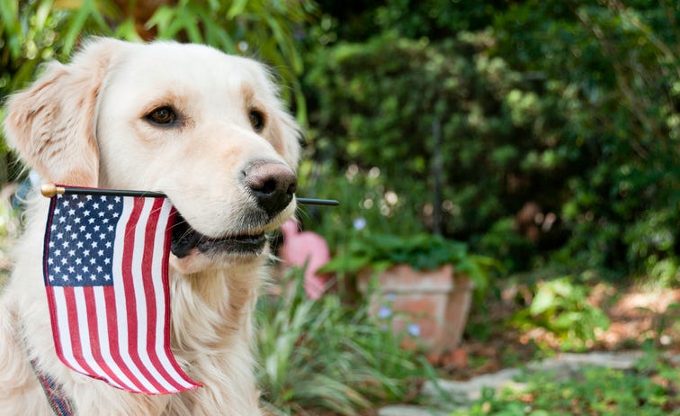 Golden Retriever with American Flag in his mouth