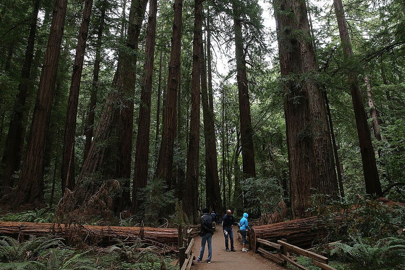 A placard in Muir Woods was altered by staff to share a more correct history of the park.