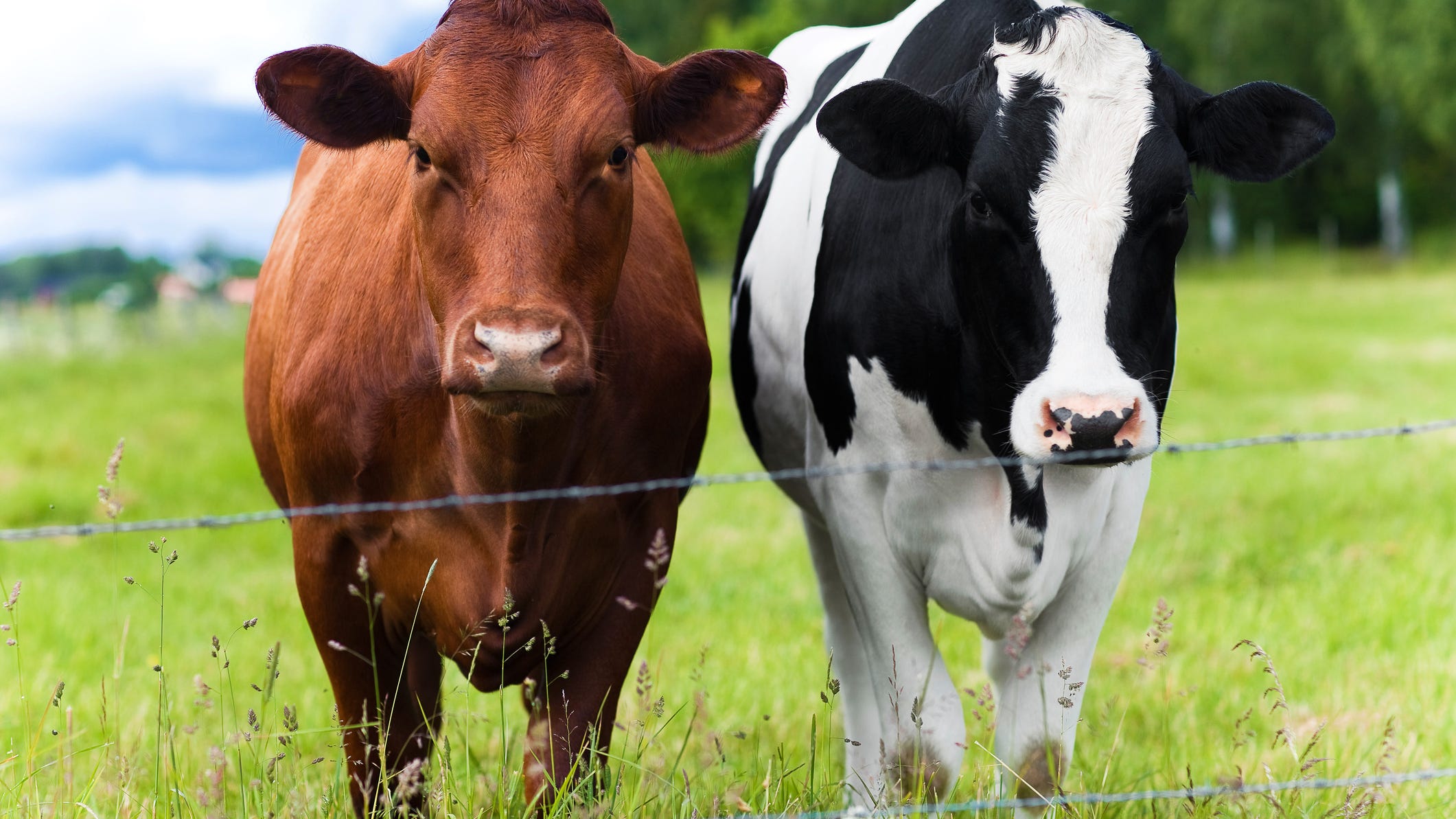 Police: Hit-and-run suspect kills 2 cows after plowing into loose livestock in Saginaw