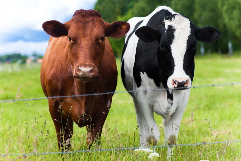Police said they're investigating the events that led up to a vehicle crash that killed two cows in Saginaw County late Tuesday night.