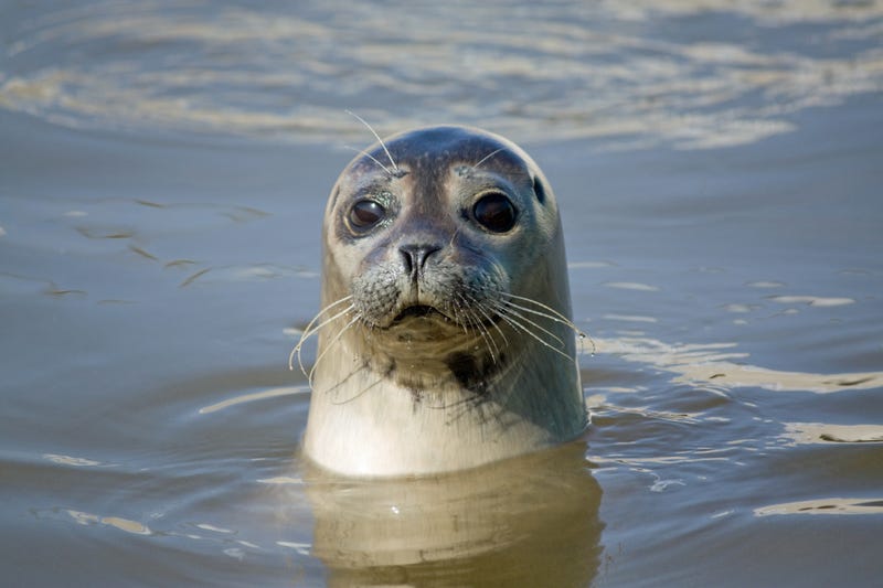 seal