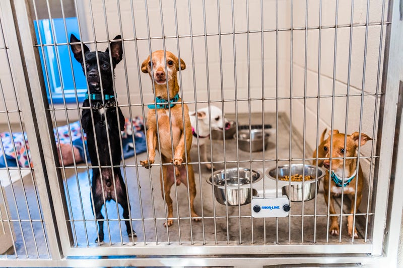 small dogs in a kennel with paws on the grates