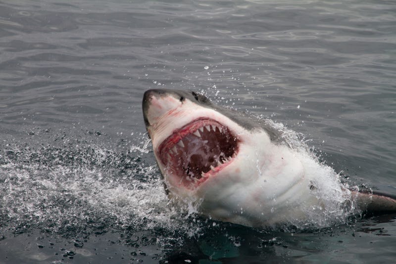 Shark with mouth open above water. 
