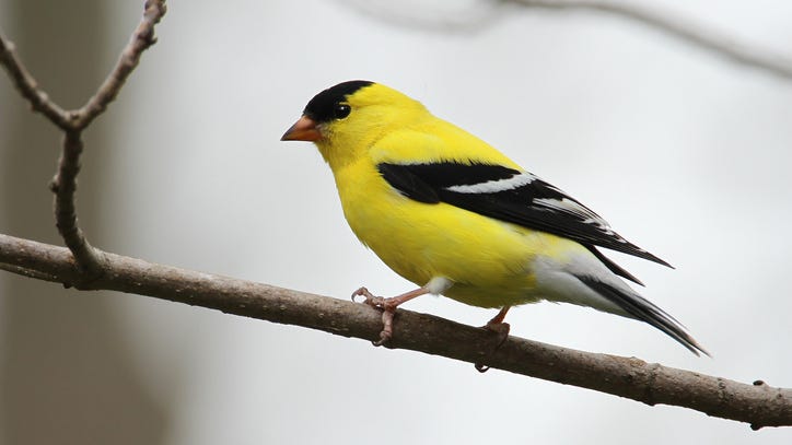 PHOTOS: Man arrested at airport after allegedly smuggling 35 live finches in suit jacket